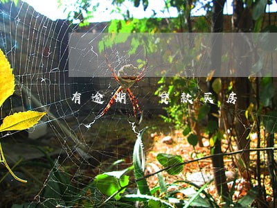 有逾期 贷款买房 有逾期 贷款买房